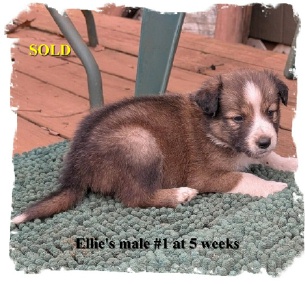 ABCA Seal Colored  male Border Collie out of working stock
